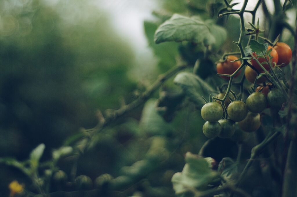 tomatoes, vine, garden-4474174.jpg